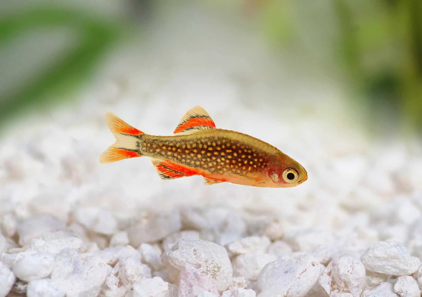 40 Coolest Freshwater Aquarium Fish 2024: For All Fish Keepers
