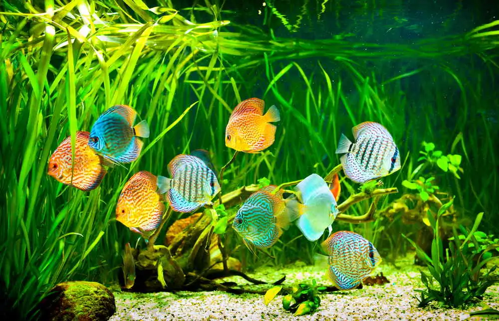 40 Coolest Freshwater Aquarium Fish 2024: For All Fish Keepers