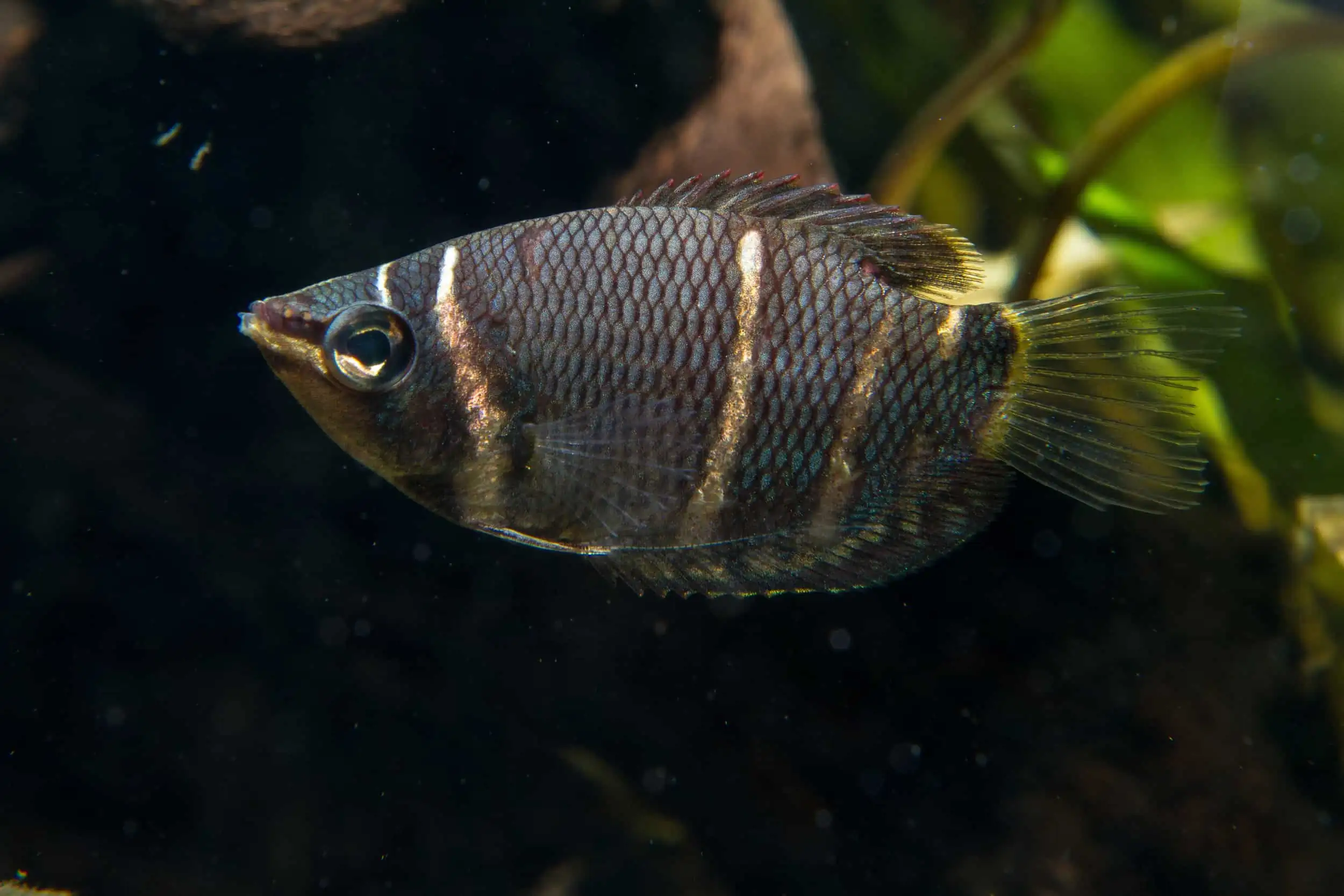 40 Coolest Freshwater Aquarium Fish 2024: For All Fish Keepers