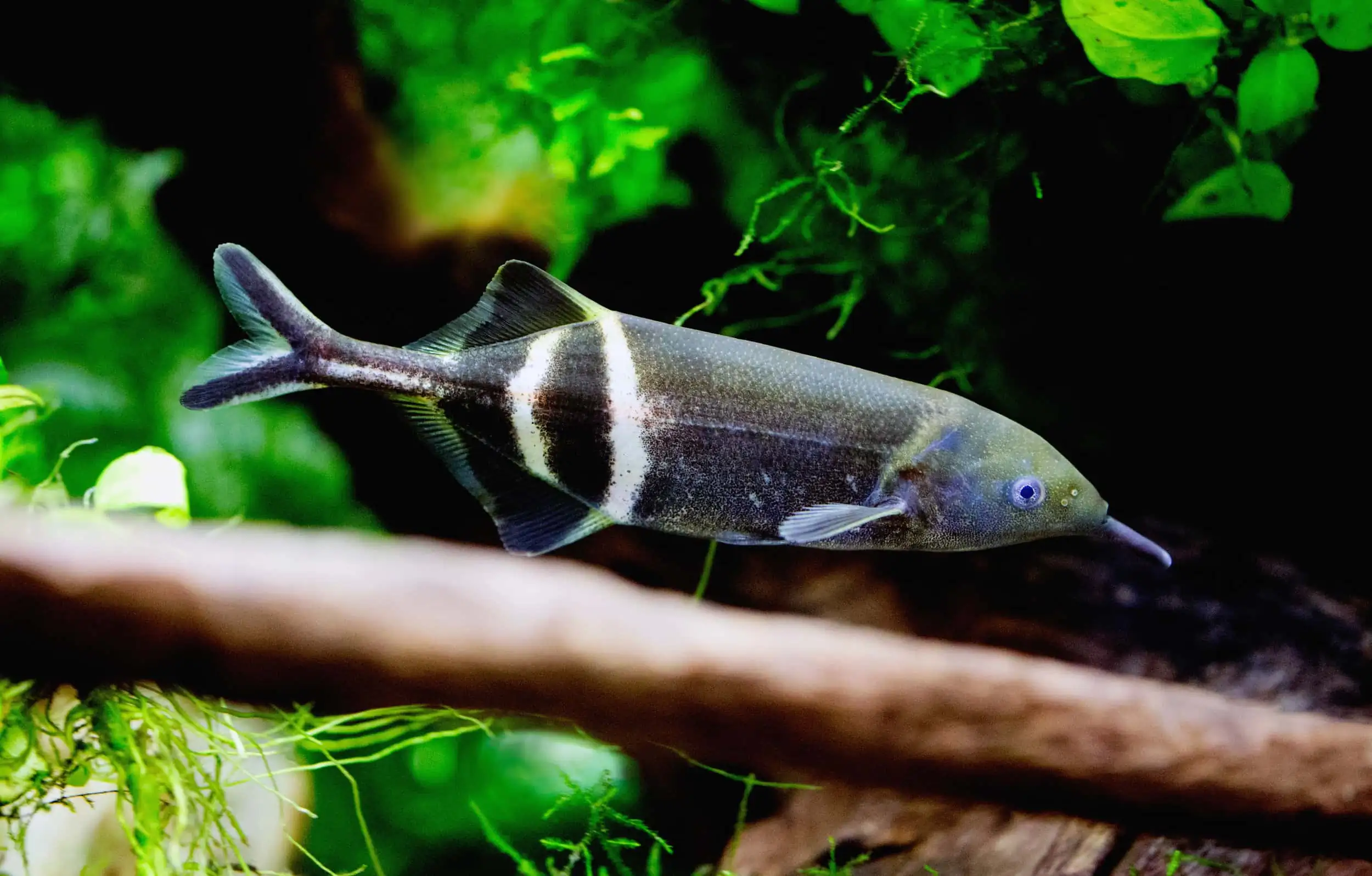 40 Coolest Freshwater Aquarium Fish 2024: For All Fish Keepers