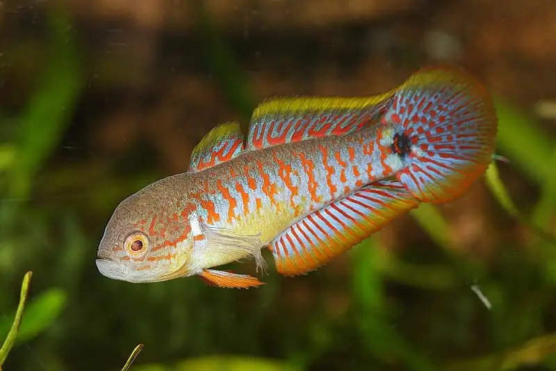 40 Coolest Freshwater Aquarium Fish 2024: For All Fish Keepers