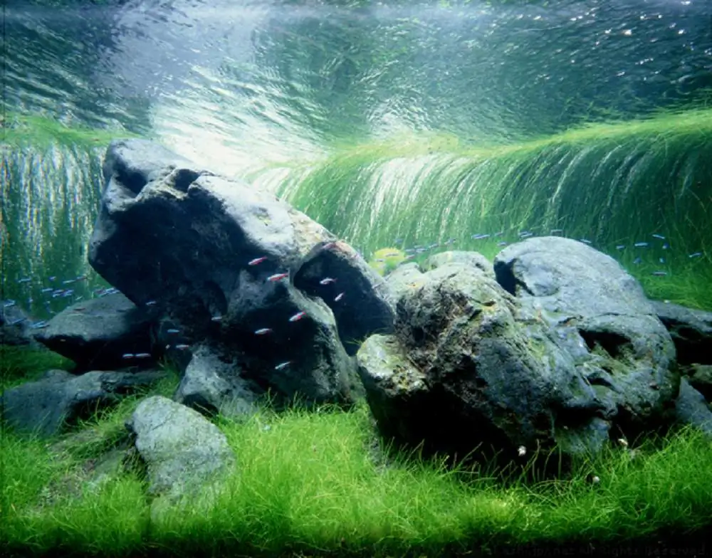 Amano san's history and aquarium tanks Amano san's history and aquarium tanks
