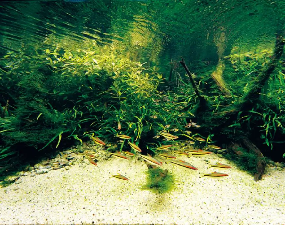 Amano san's history and aquarium tanks Amano san's history and aquarium tanks