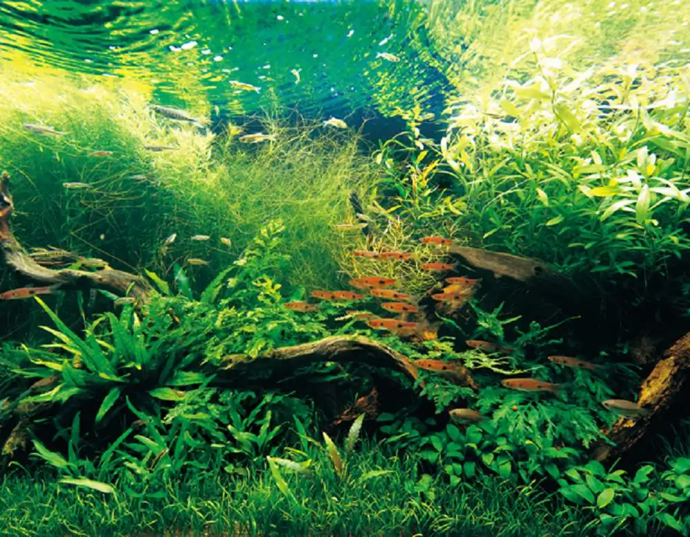Amano san's history and aquarium tanks Amano san's history and aquarium tanks