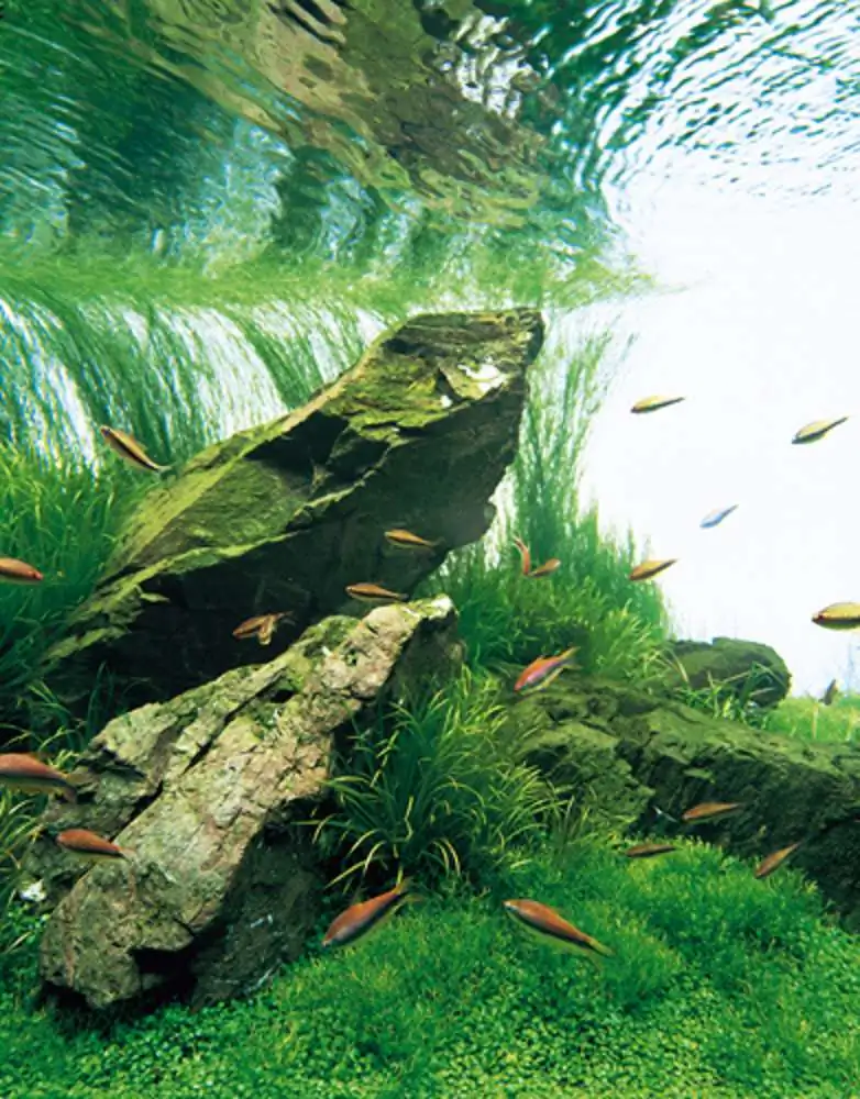 Amano san's history and aquarium tanks Amano san's history and aquarium tanks