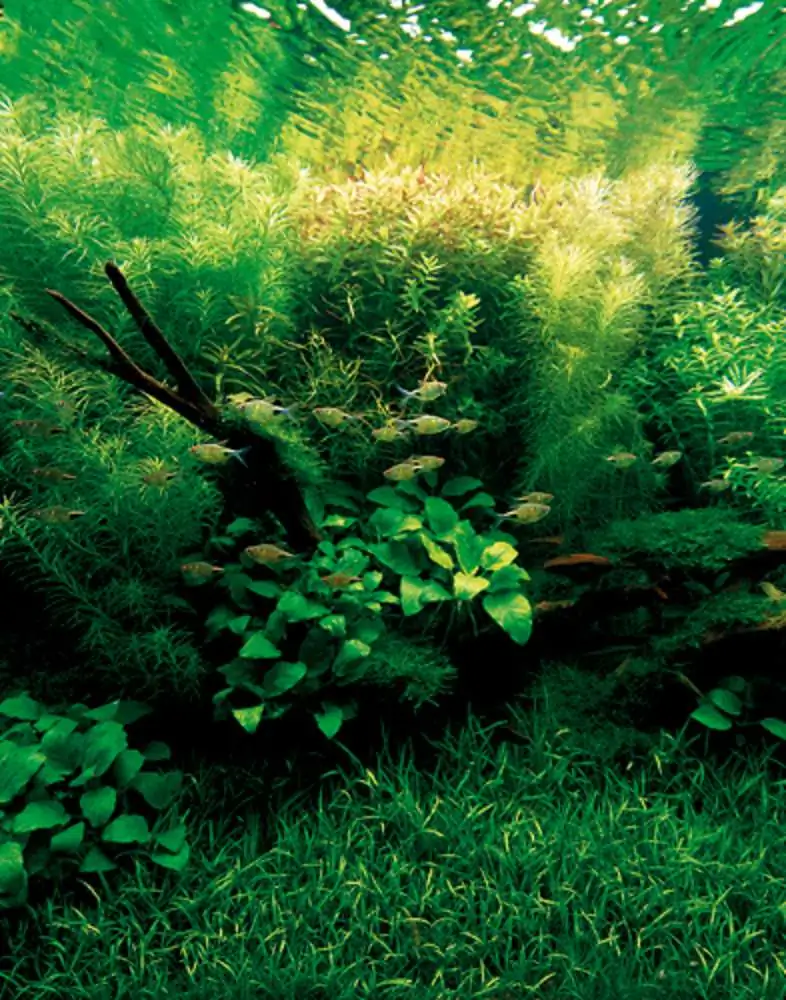 Amano san's history and aquarium tanks Amano san's history and aquarium tanks