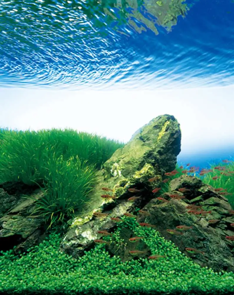 Amano san's history and aquarium tanks Amano san's history and aquarium tanks