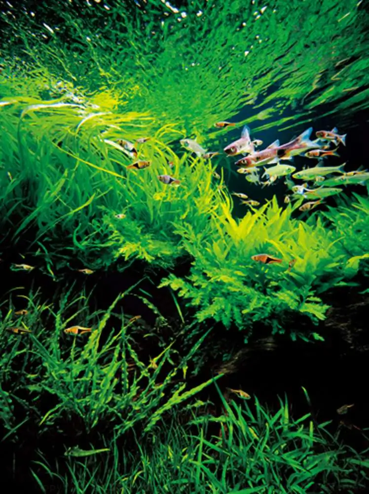 Amano san's history and aquarium tanks Amano san's history and aquarium tanks
