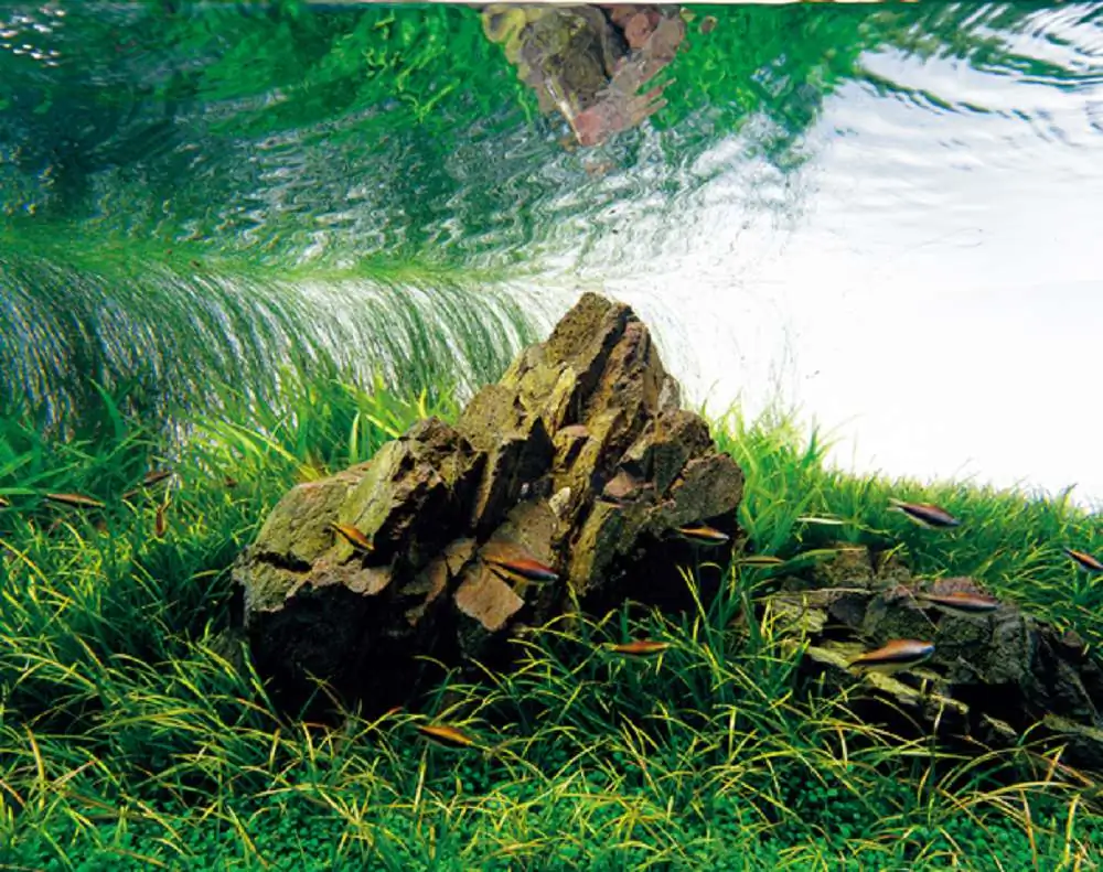 Amano san's history and aquarium tanks Amano san's history and aquarium tanks