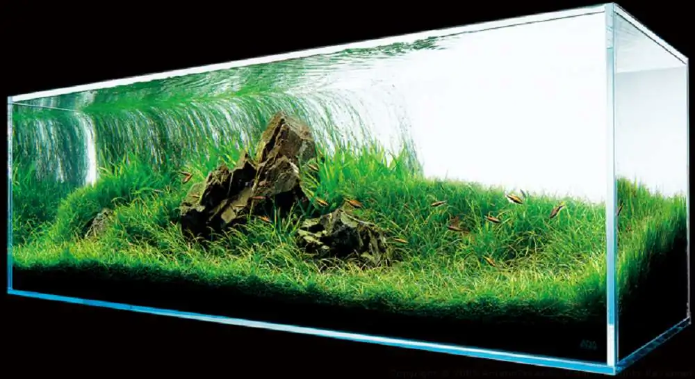 Amano san's history and aquarium tanks Amano san's history and aquarium tanks