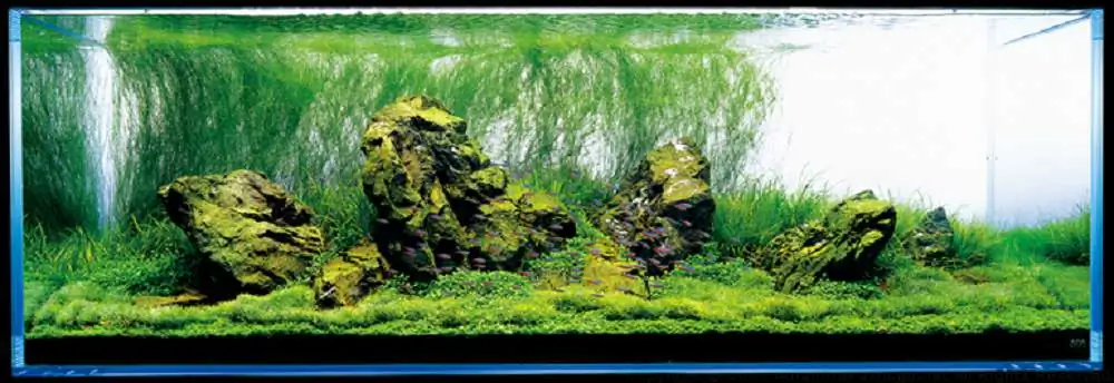 Amano san's history and aquarium tanks Amano san's history and aquarium tanks