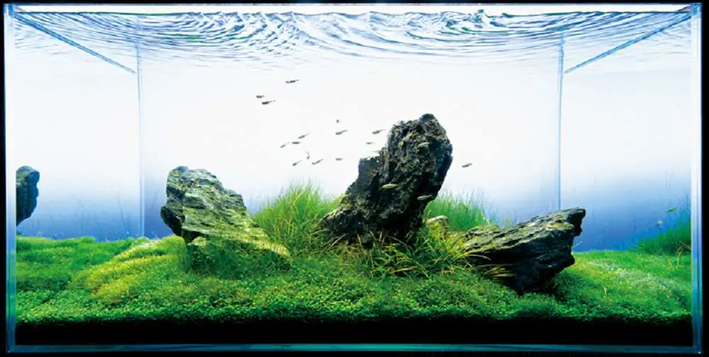 Amano san's history and aquarium tanks Amano san's history and aquarium tanks
