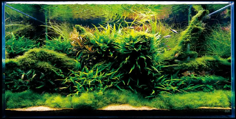 Amano san's history and aquarium tanks Amano san's history and aquarium tanks