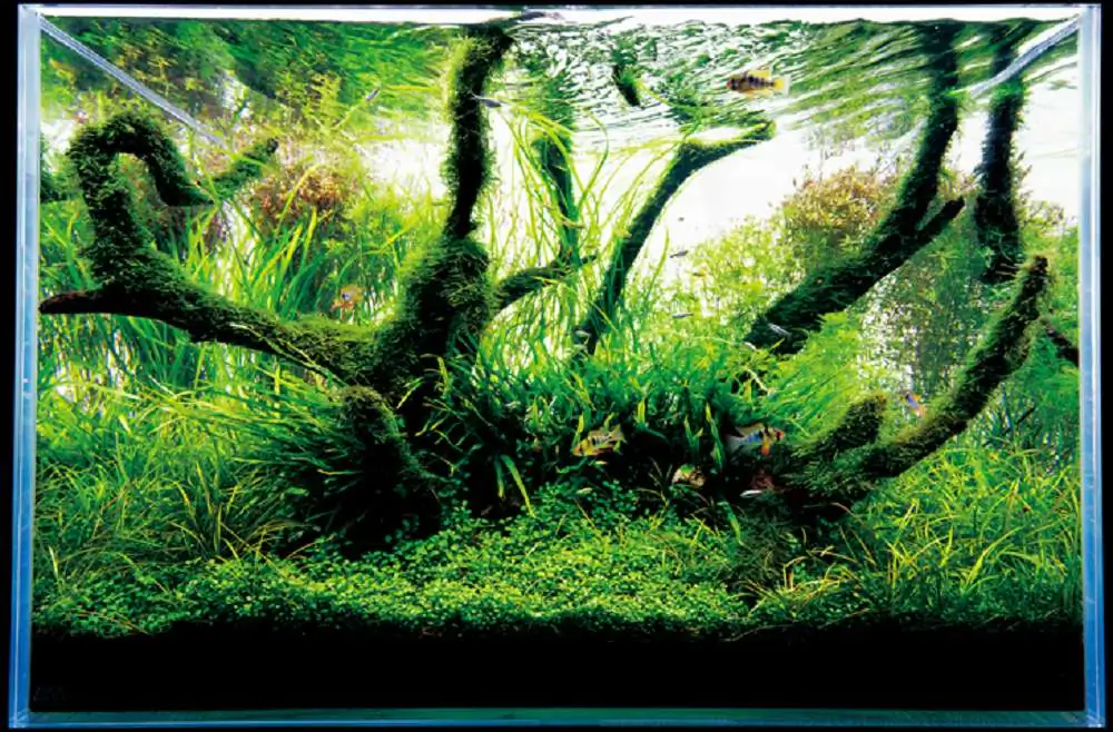 Amano san's history and aquarium tanks Amano san's history and aquarium tanks
