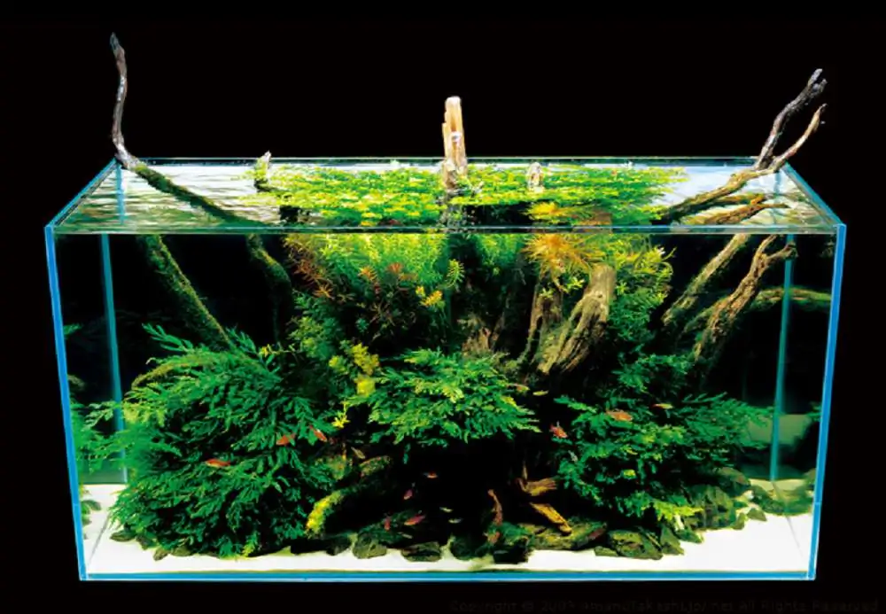 Amano san's history and aquarium tanks Amano san's history and aquarium tanks