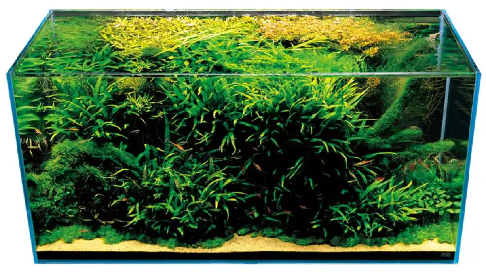Amano san's history and aquarium tanks Amano san's history and aquarium tanks