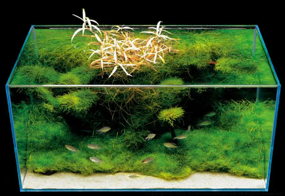 Amano san's history and aquarium tanks Amano san's history and aquarium tanks