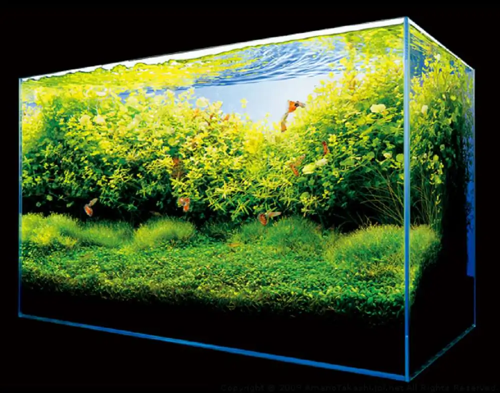 Amano san's history and aquarium tanks Amano san's history and aquarium tanks