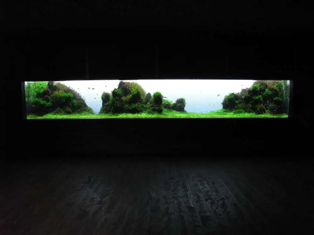 Amano san's history and aquarium tanks Amano san's history and aquarium tanks