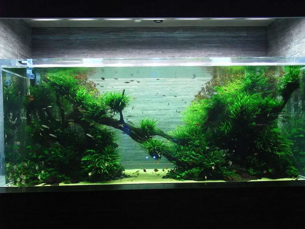 Amano san's history and aquarium tanks Amano san's history and aquarium tanks