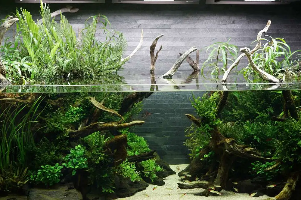Amano san's history and aquarium tanks Amano san's history and aquarium tanks