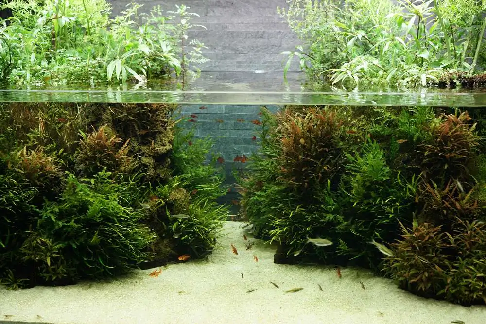 Amano san's history and aquarium tanks Amano san's history and aquarium tanks