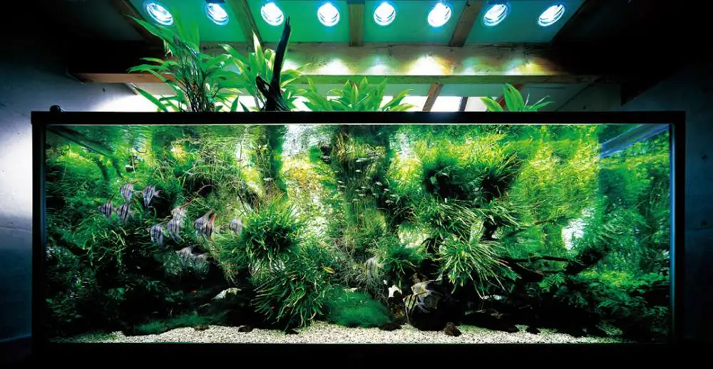 Amano san's history and aquarium tanks Amano san's history and aquarium tanks