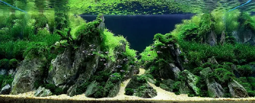 Amano san's history and aquarium tanks Amano san's history and aquarium tanks