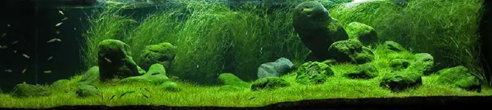 Amano san's history and aquarium tanks Amano san's history and aquarium tanks