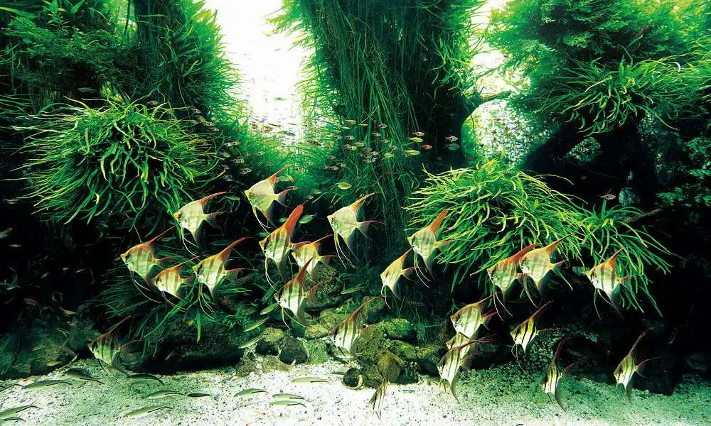 Amano san's history and aquarium tanks Amano san's history and aquarium tanks