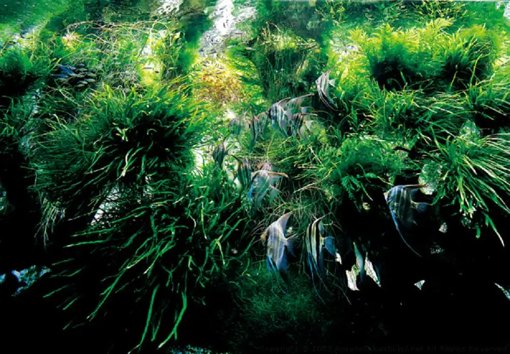 Amano san's history and aquarium tanks Amano san's history and aquarium tanks