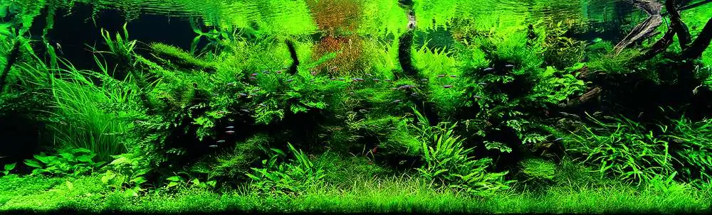 Amano san's history and aquarium tanks Amano san's history and aquarium tanks