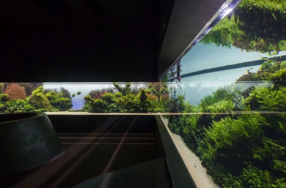 Amano san's history and aquarium tanks Amano san's history and aquarium tanks