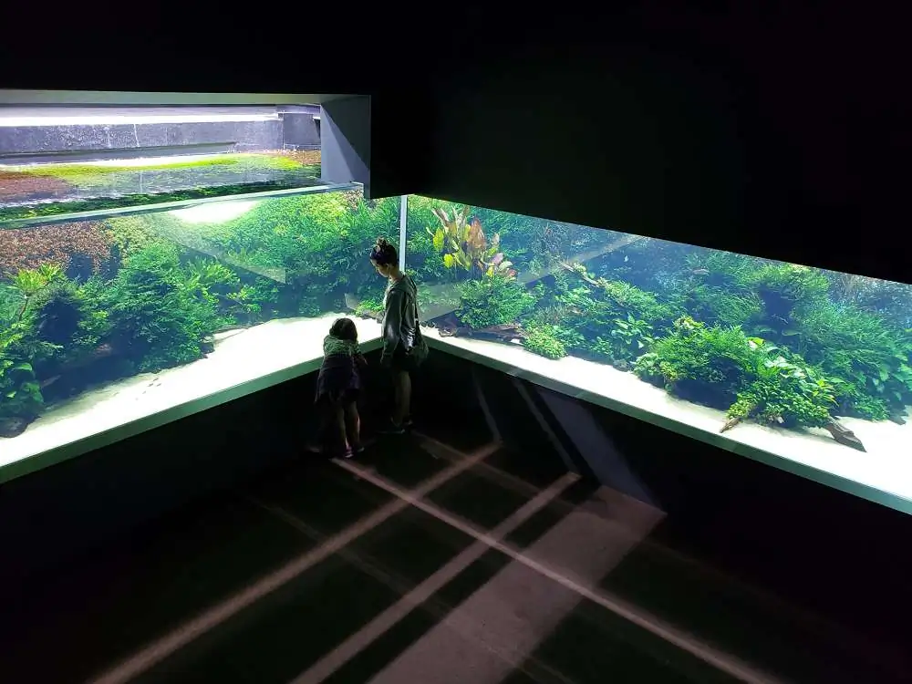 Amano san's history and aquarium tanks Amano san's history and aquarium tanks