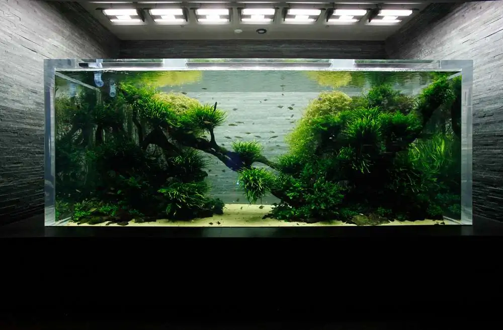 Amano san's history and aquarium tanks Amano san's history and aquarium tanks
