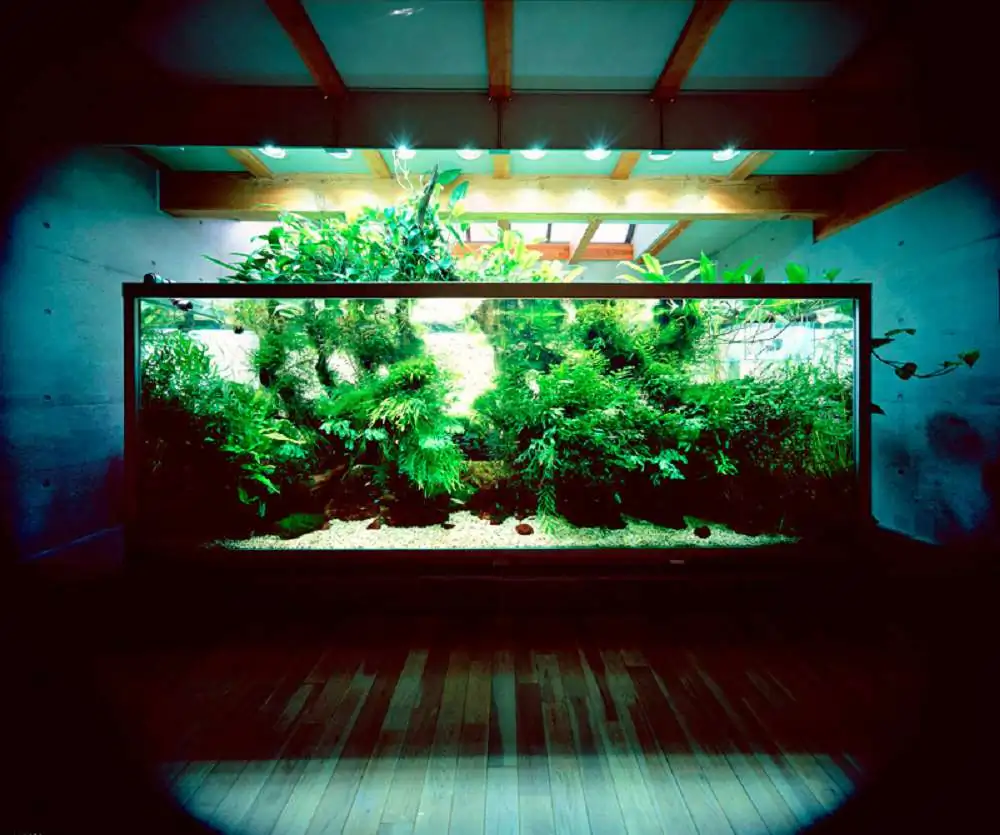 Amano san's history and aquarium tanks Amano san's history and aquarium tanks