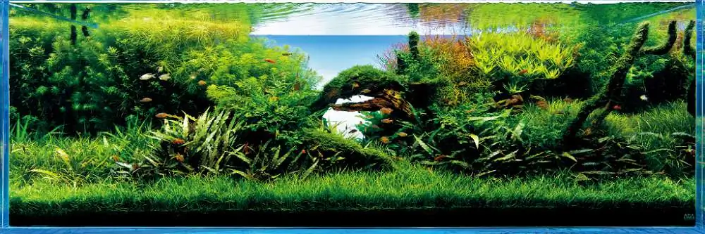 Amano san's history and aquarium tanks Amano san's history and aquarium tanks