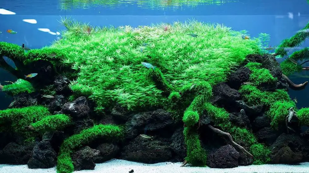 Amano san's history and aquarium tanks Amano san's history and aquarium tanks
