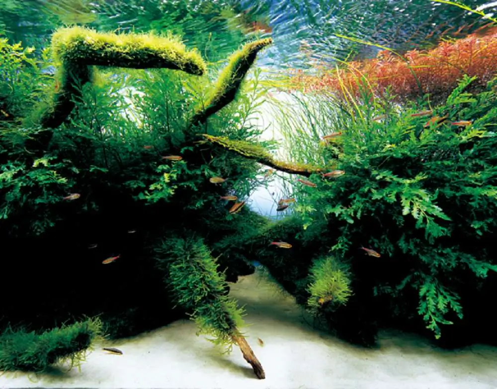 Amano san's history and aquarium tanks Amano san's history and aquarium tanks