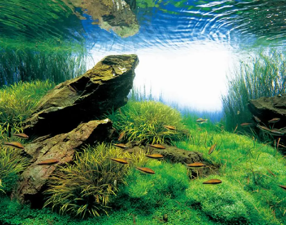 Amano san's history and aquarium tanks Amano san's history and aquarium tanks