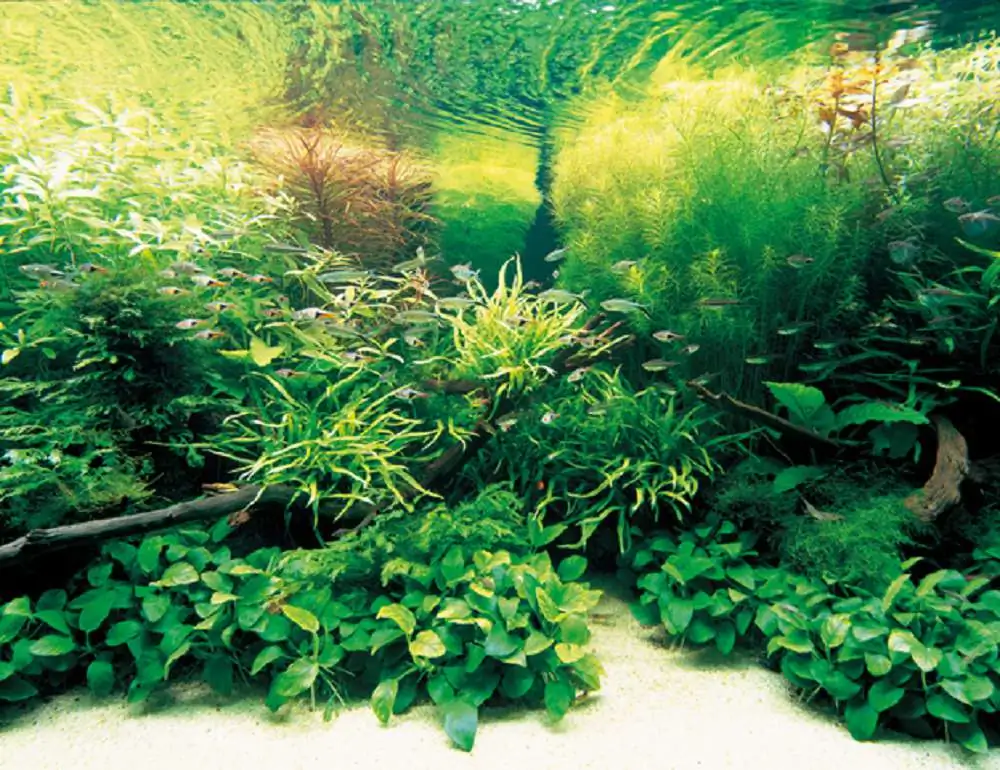 Amano san's history and aquarium tanks Amano san's history and aquarium tanks