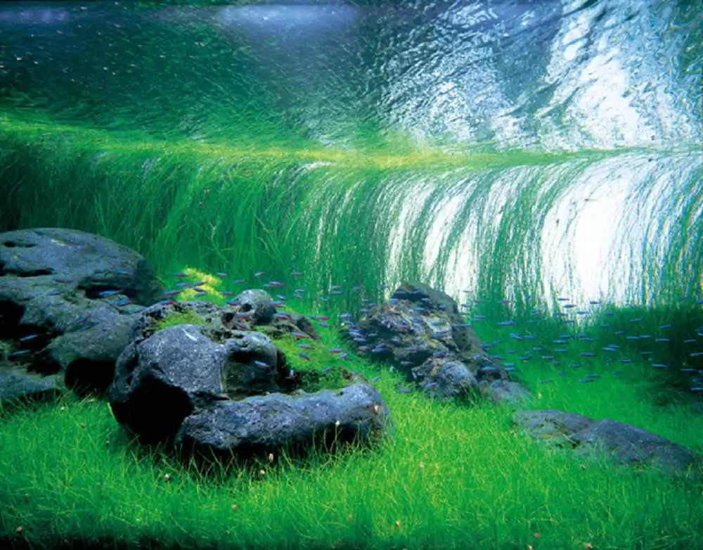 Amano san's history and aquarium tanks Amano san's history and aquarium tanks