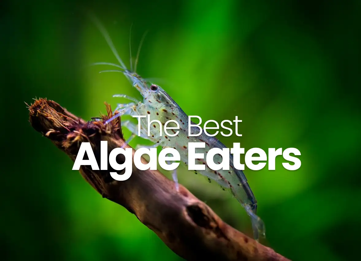The Best Algae Eaters For Your Aquarium Tank