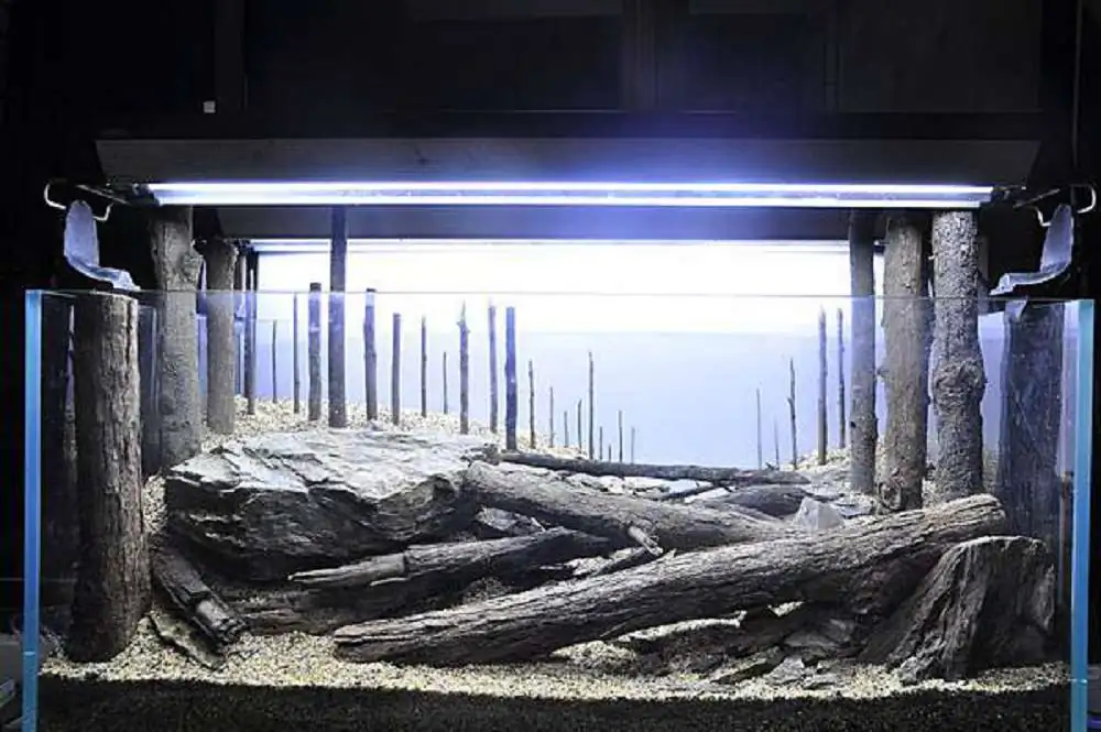 Coniferous forest by Chen, Han-Hsuan / Taiwan 