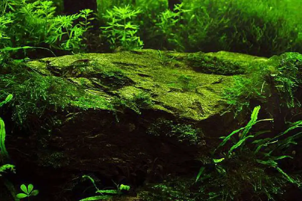 Coniferous forest by Chen, Han-Hsuan / Taiwan 