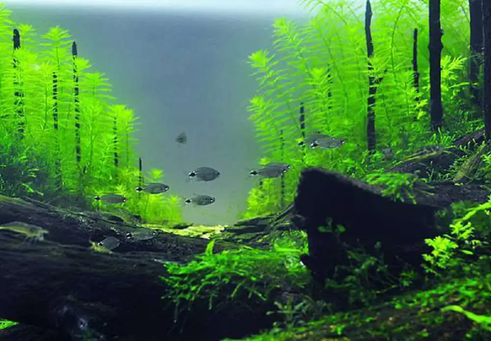 Coniferous forest by Chen, Han-Hsuan / Taiwan 