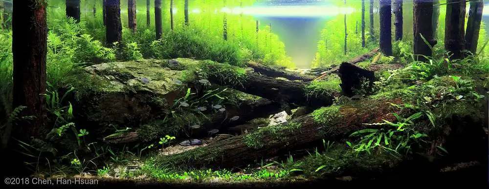 Coniferous forest by Chen, Han-Hsuan / Taiwan 