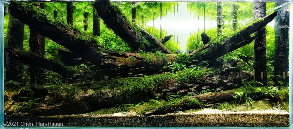 Coniferous forest by Chen, Han-Hsuan / Taiwan 