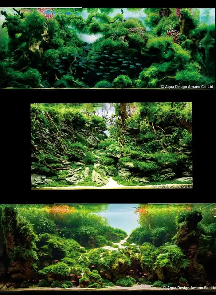Introduction about China Aquascaping 