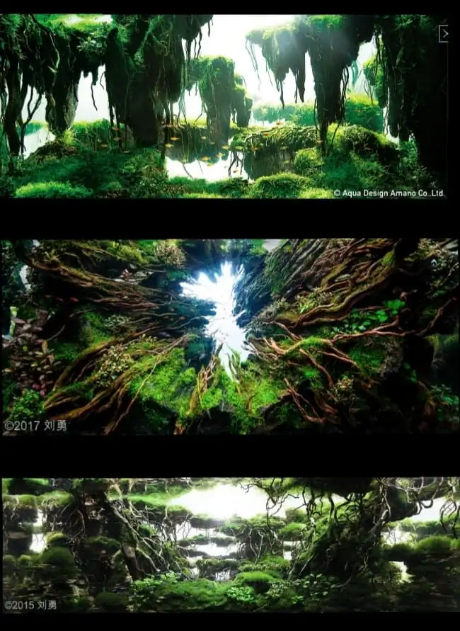 Introduction about China Aquascaping 